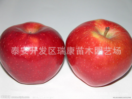 红星苹果_副本