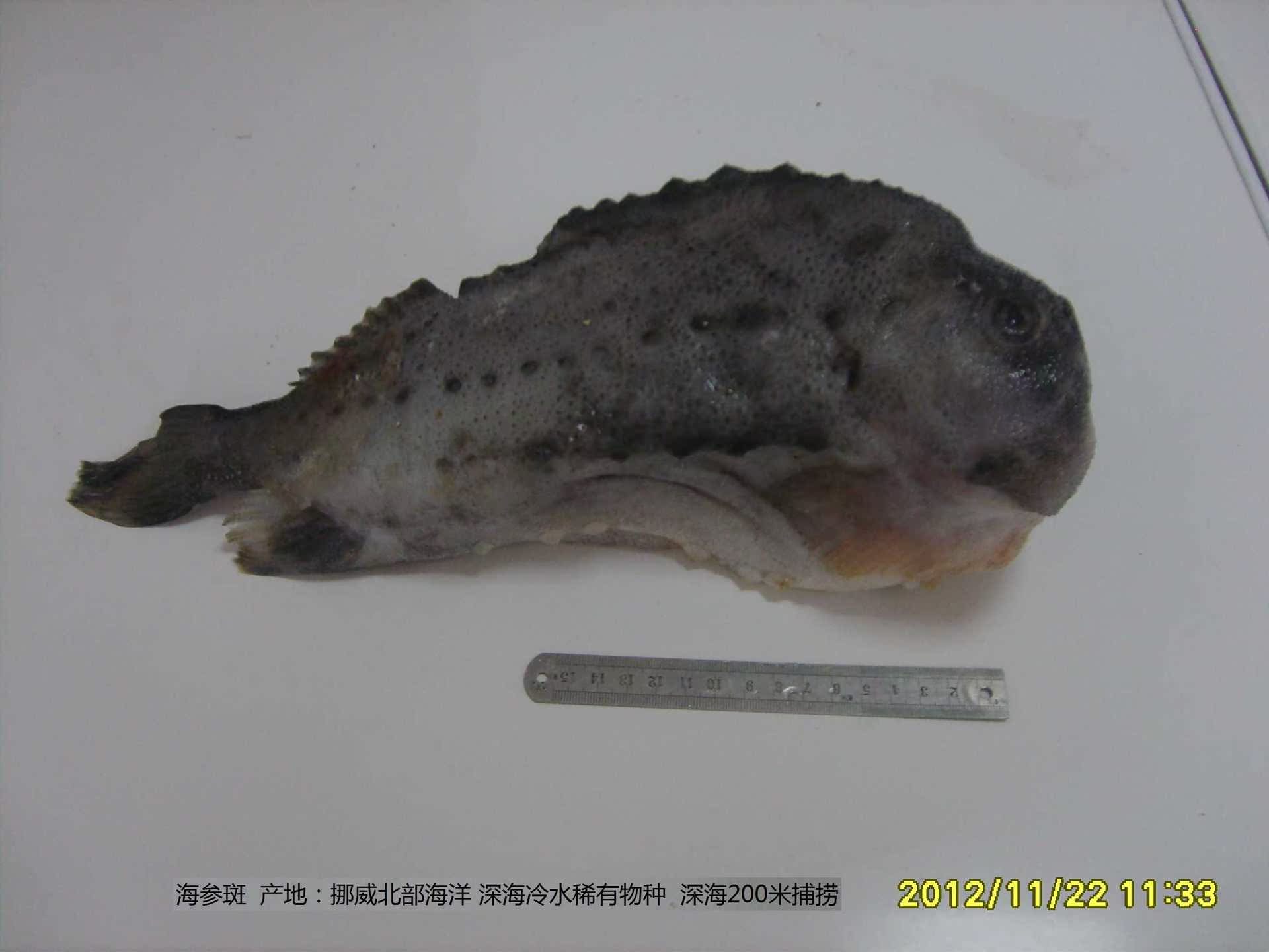 挪威海参斑 冰岛浪浦斯鱼
