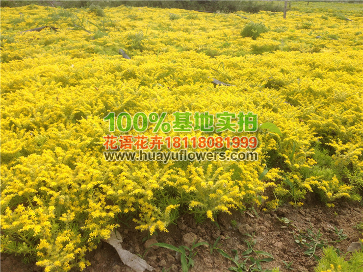 佛甲草苗价格 佛甲草苗价格