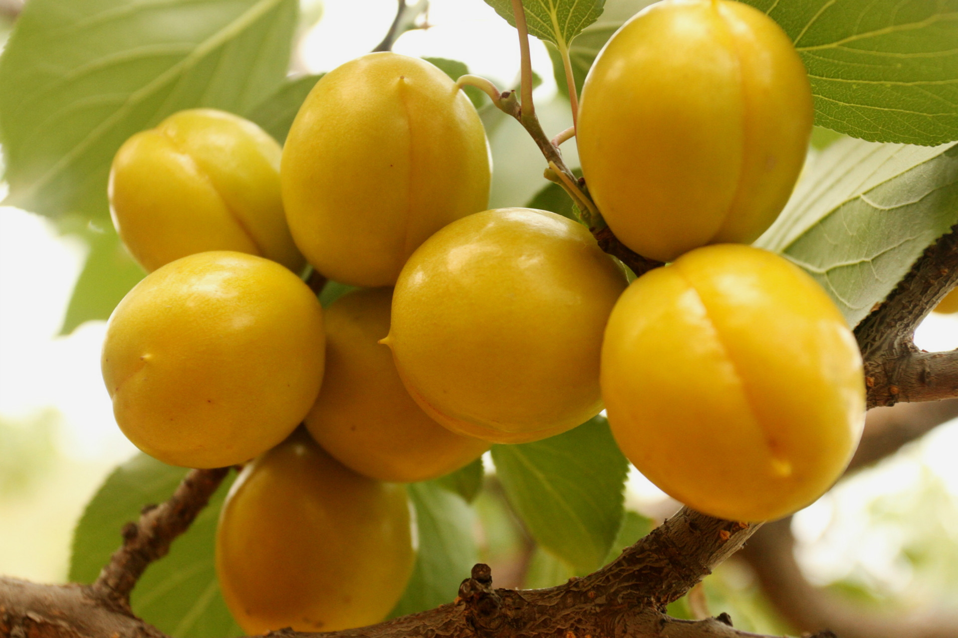 原产地 一手货源 美容养颜水果 万隆 珍珠油杏 