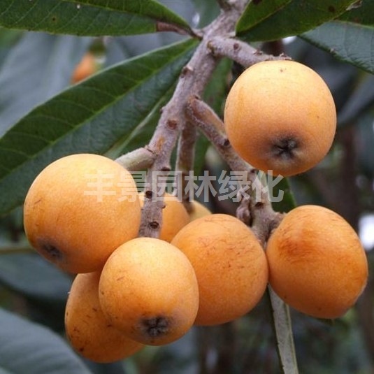 批发庭院盆栽果树苗木枇杷苗 甜五星枇杷树苗