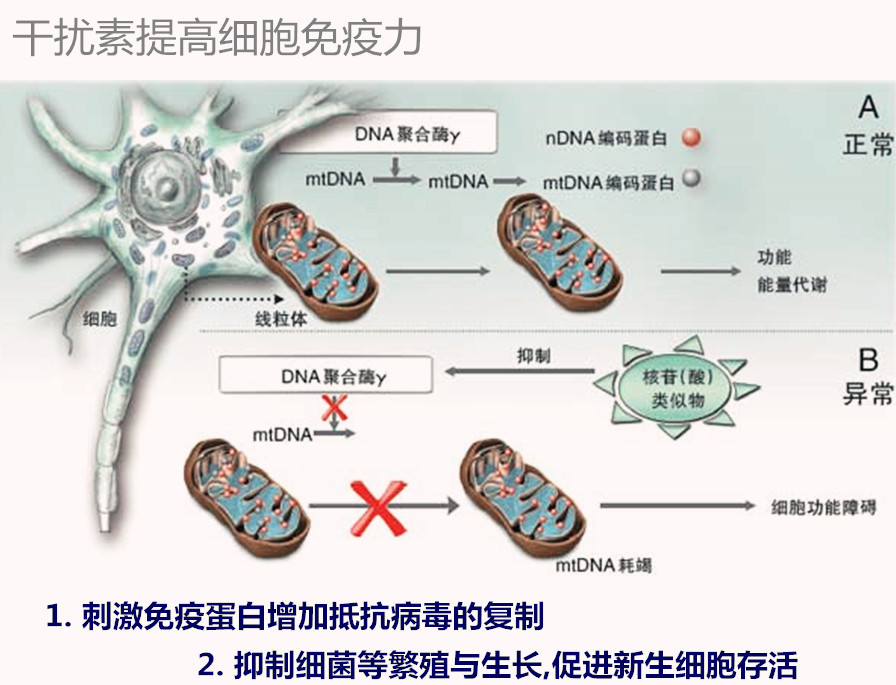 乾擾素作用機制