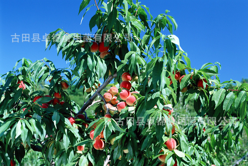 古田水蜜桃白凤桃2