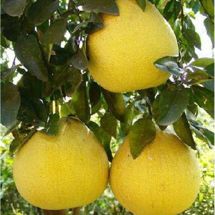 果树-庭院盆栽地栽\/嫁接红肉柚子树苗 超级红肉