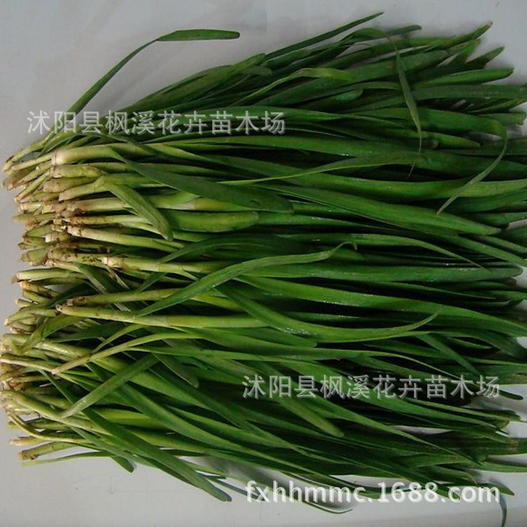 蔬菜种子、种苗-批发蔬菜种子 优质韭菜种子 生