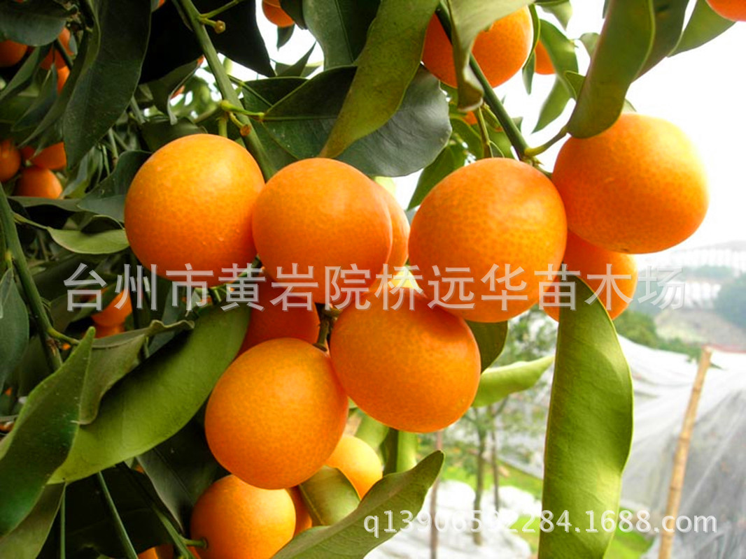 「图」 远华 脆皮金桔树苗橘子果树苗.图片48