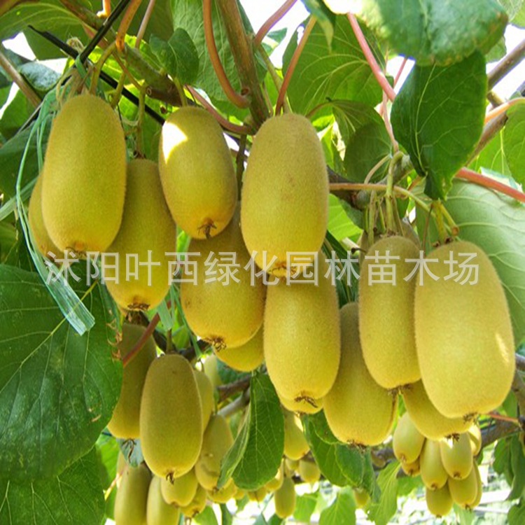 果树-正宗中华猕猴桃苗直销 果树苗批发 猕猴桃