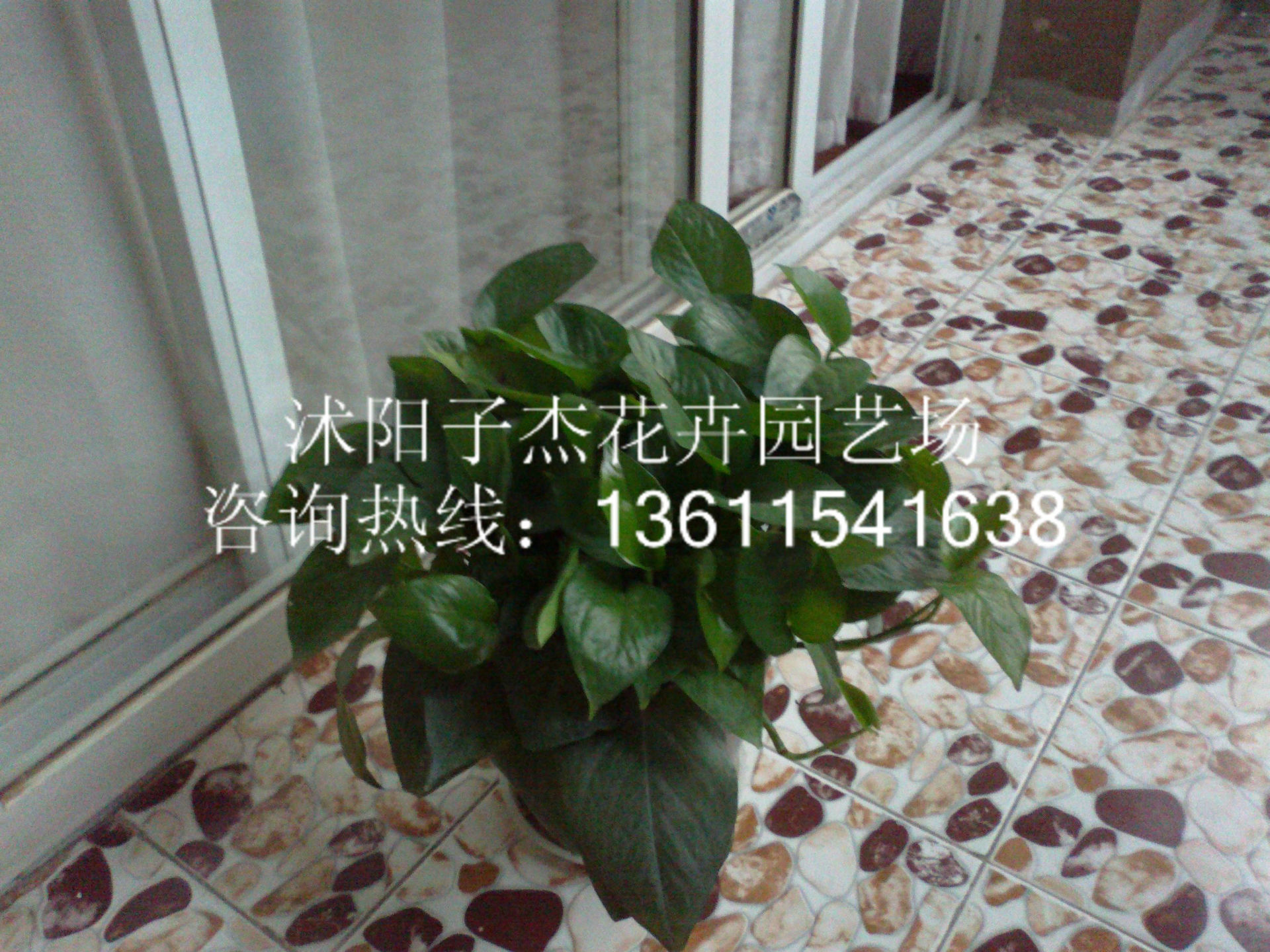 批发环保植物,绿萝吊兰,带盆价,室内盆栽花卉,吸收甲醛,净化空气