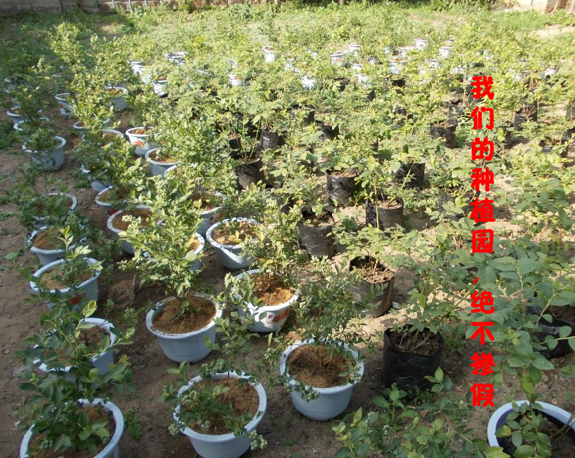 批发供应进口美国蓝莓树苗,蓝莓苗1-8年生,果树苗,当年可挂果