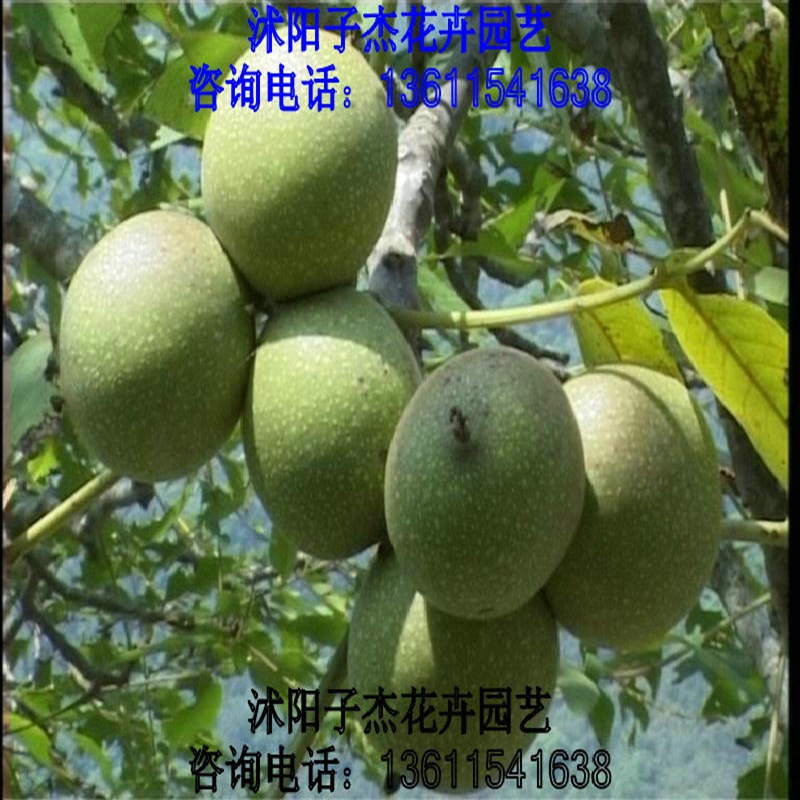 9818核桃苗,新品种果树苗,薄皮核桃树苗,当年结果,嫁接核桃苗