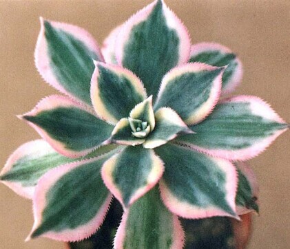 【自然多肉植物 艳日辉 观赏性桌面植物防辐射