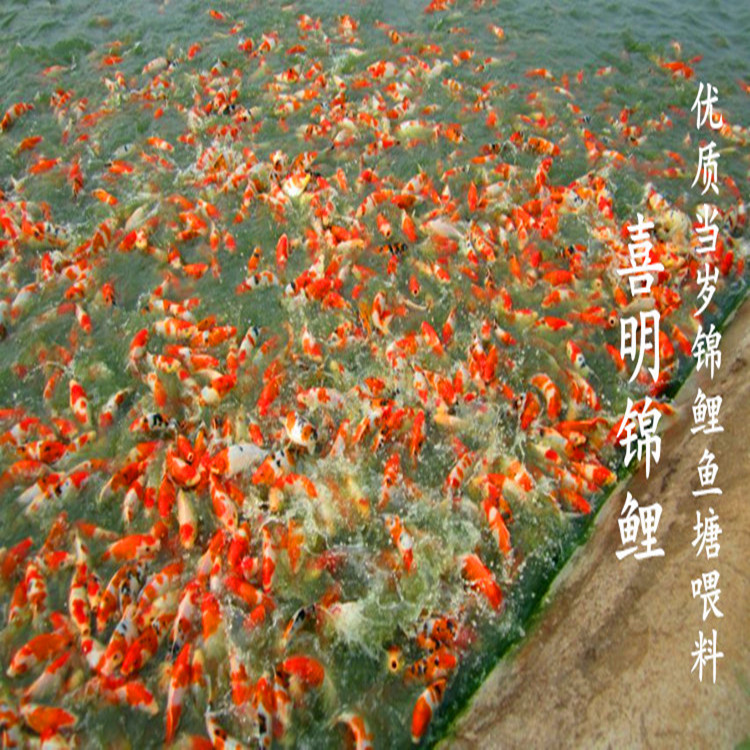 喜明渔场锦鲤
