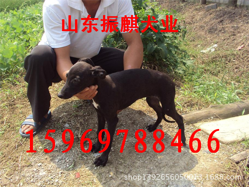 出售格力犬格惠串惠比特狼青