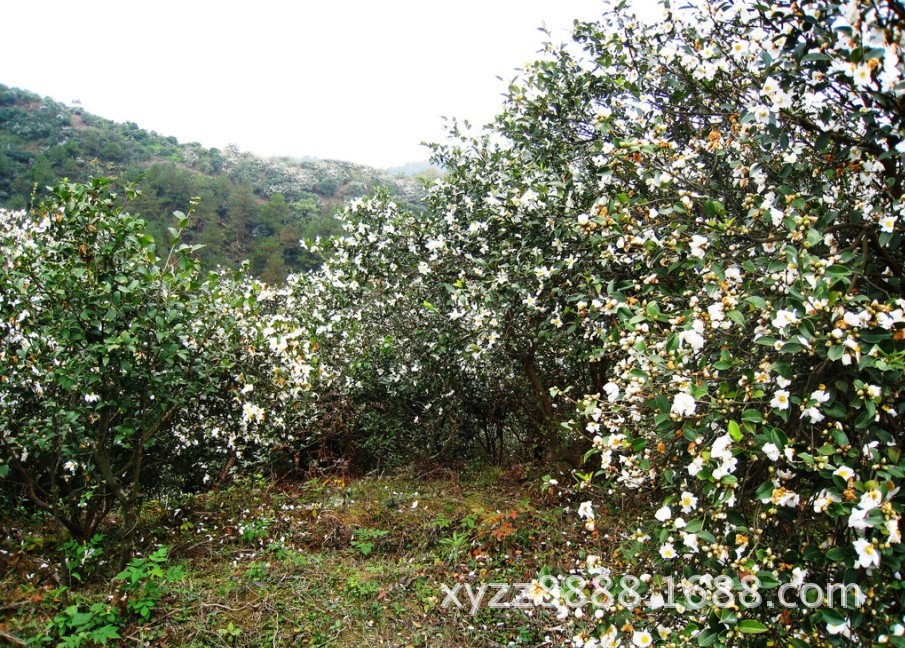 【低价出售10年---40年生油茶树】价格,厂家,图