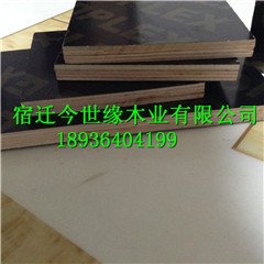 照片 259