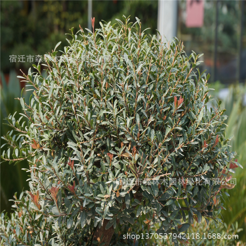 盆景-赤兰 室内植物 工作环境优化首选-盆景尽