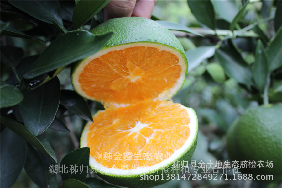 屈乡秋橙九月红