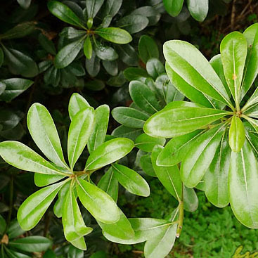 批发供应优质地锦 爬墙五叶地锦耐寒耐旱爬藤植物四季图片