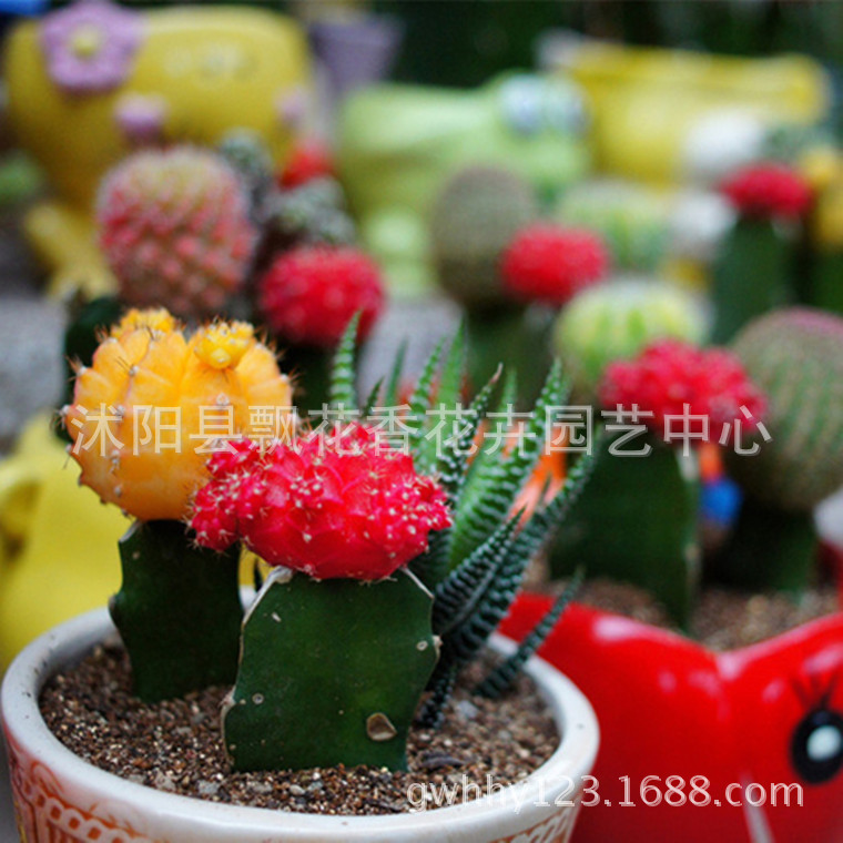 批发彩袋仙人球\/仙人掌种子 多肉植物 花卉花籽