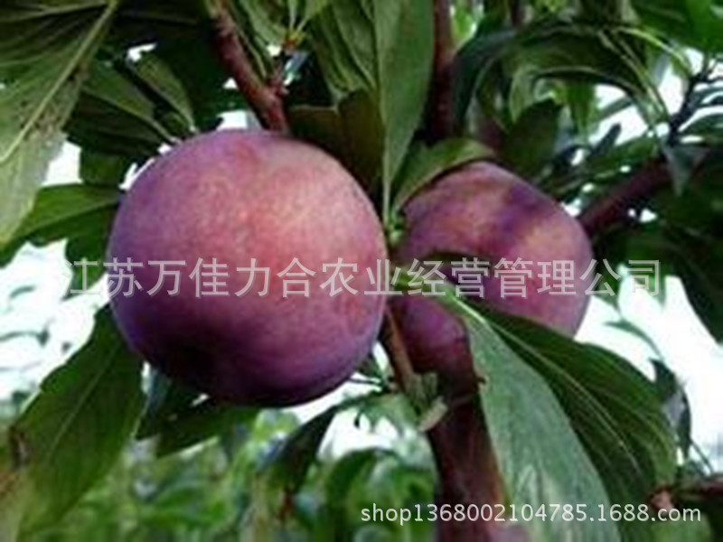 美国杂交杏李 风味玫瑰