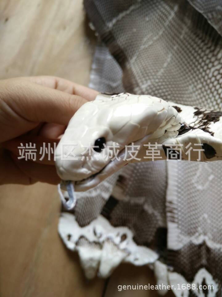 蛇皮图片IMG_5669