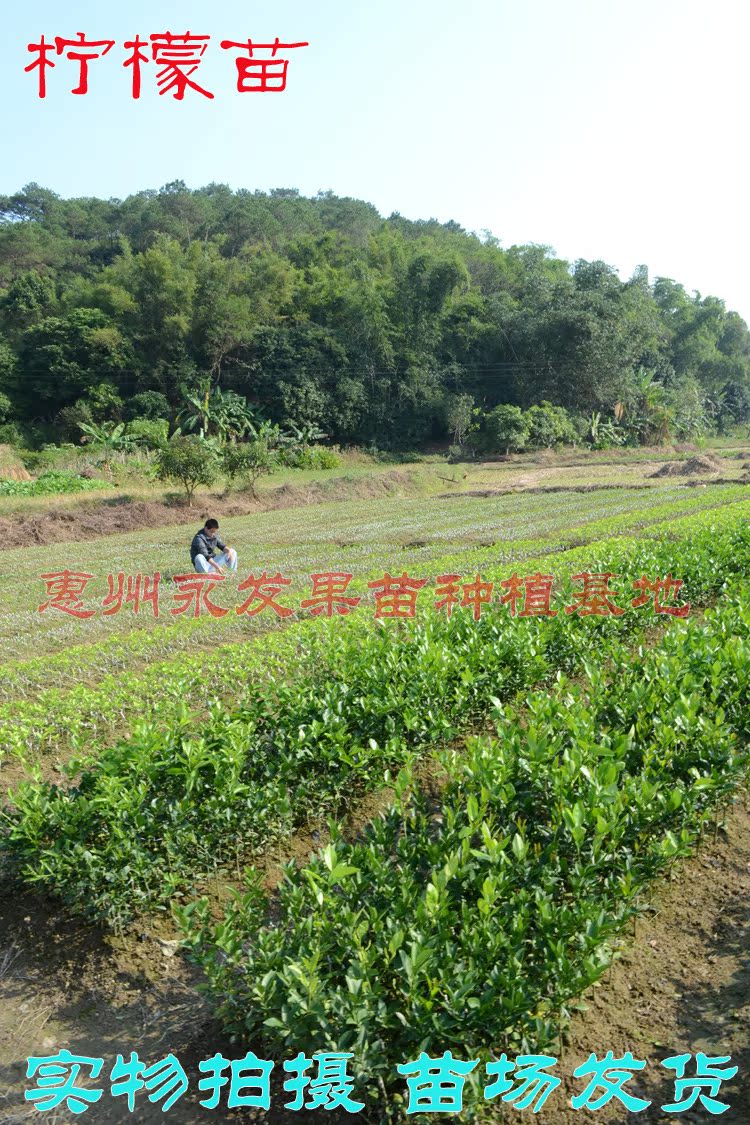 惠州永发果苗场 柠檬苗 001版头