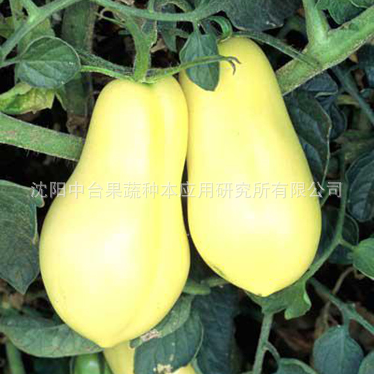 白瓜-洋香瓜黄瓜蔬菜伊丽莎白,黄皮,丰田,白瓜