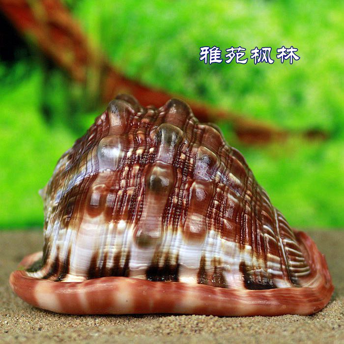 万宝螺12-15厘米 四大名螺 天然大海螺贝壳海胆海星海