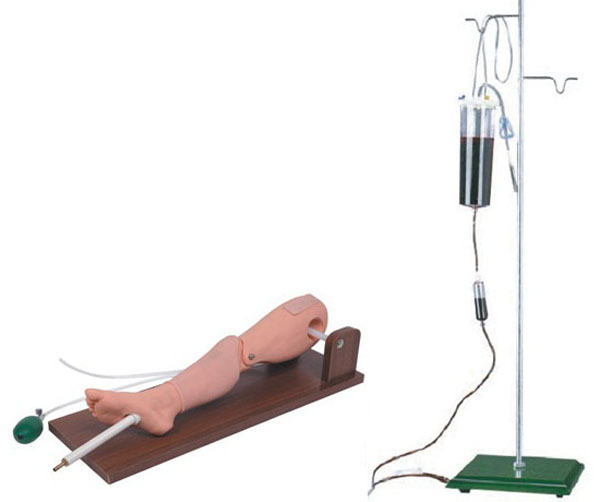 L65A骨穿刺及股静脉穿刺模型 医学 教学模型