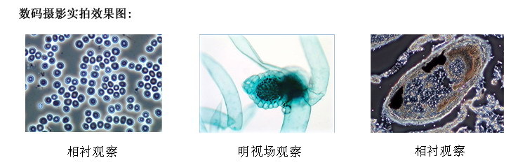 生物效果圖