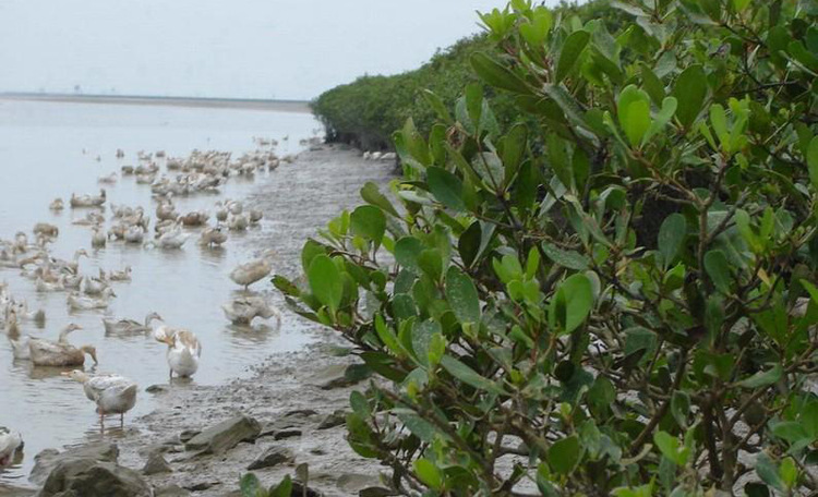 北部湾红树林 海鸭佬牌正宗海鸭蛋 即食熟咸蛋 1枚独立装