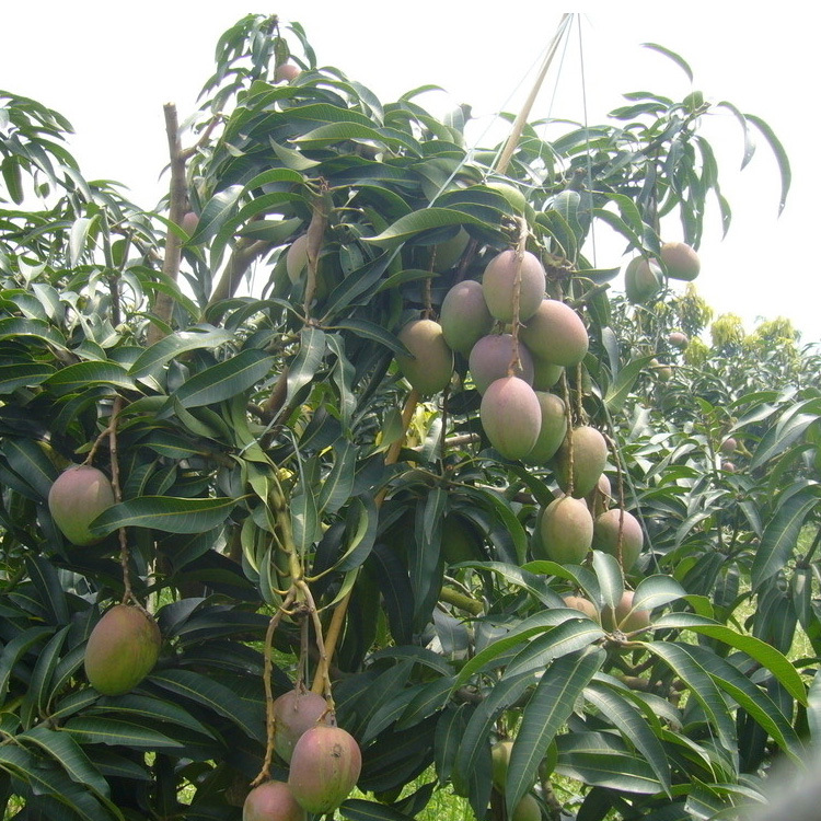芒果苗-芒果苗--阿里巴巴采购平台求购产品详情