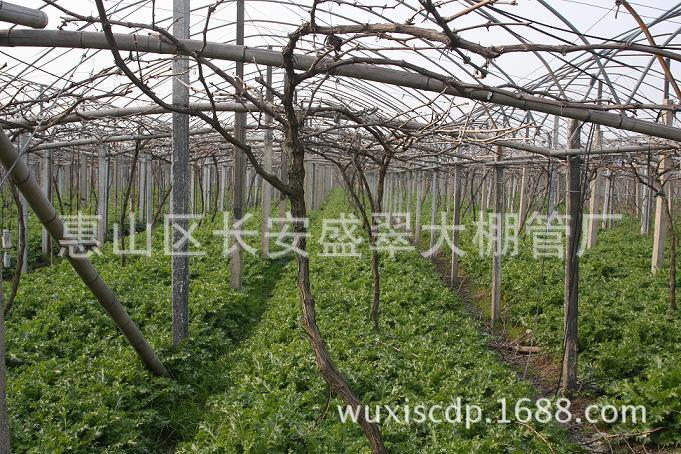 江苏无锡优质供应 台湾简易连栋大棚骨架 葡萄农业大棚骨架