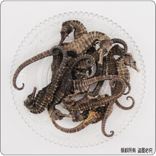 药材海马价格_海马价格_优质海马批发\/采购