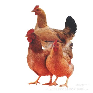 家鸡图片_家鸡图片大全 - 阿里巴巴海量精选高清图片