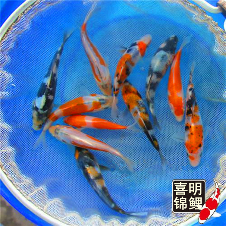 优质锦鲤苗