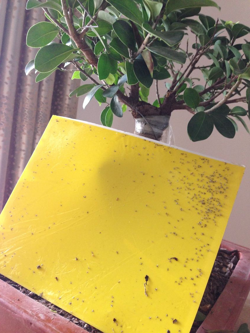 糖水吸引小黑飞_冬天花花进屋后有小黑飞_小黑飞是什么