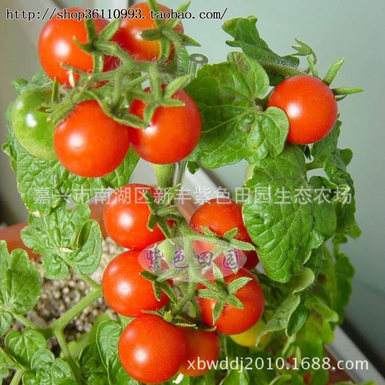 矮生盆栽番茄种子观赏盆栽蔬菜小西红柿阳台盆