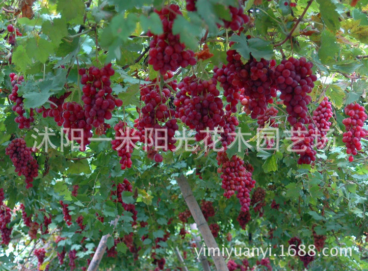 红提红果1