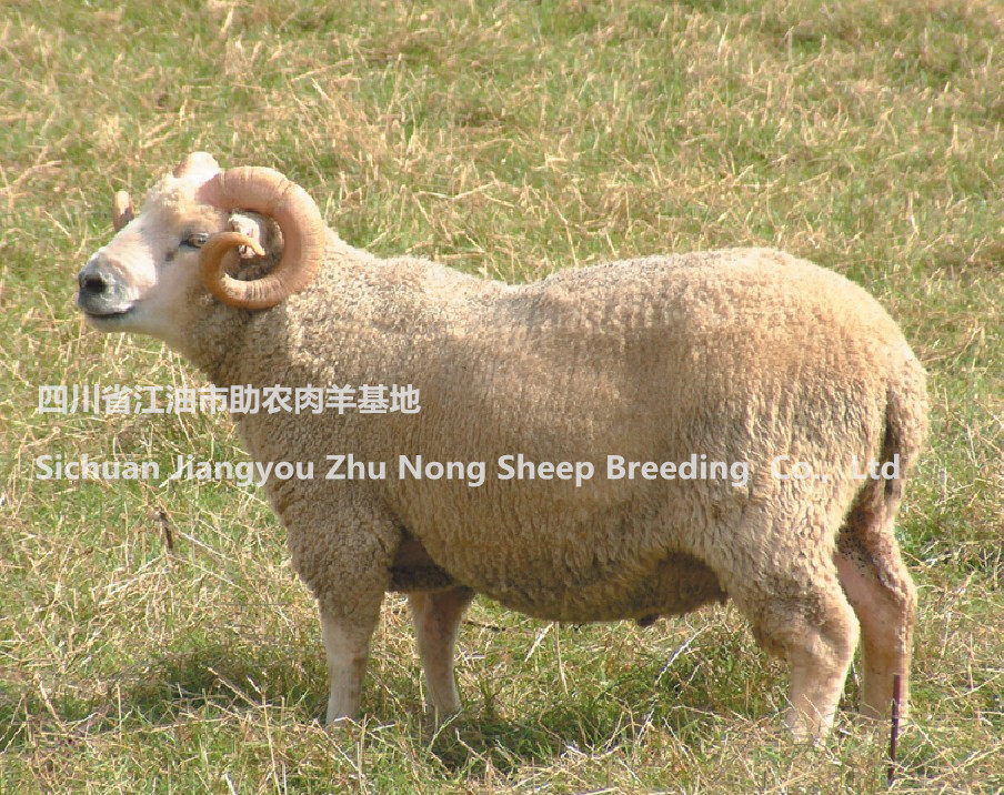 提供种羊,回收大羊!
