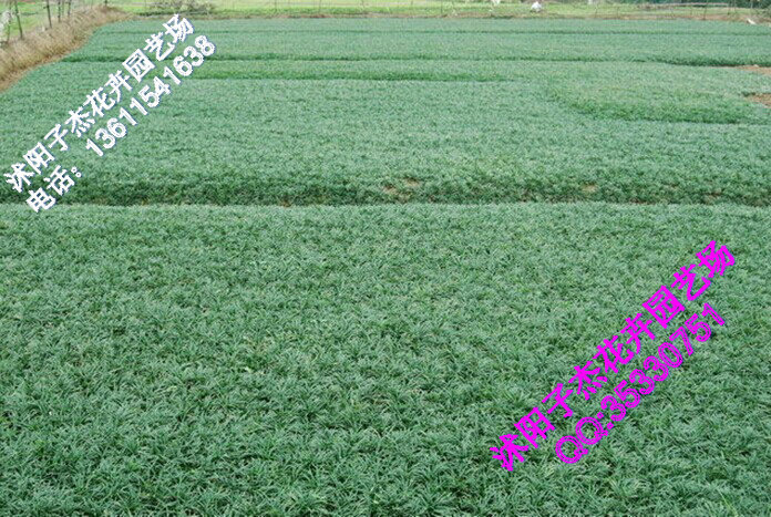 庭院绿植花卉,极耐寒玉龙草,矮麦冬,青叶苗,麦冬草