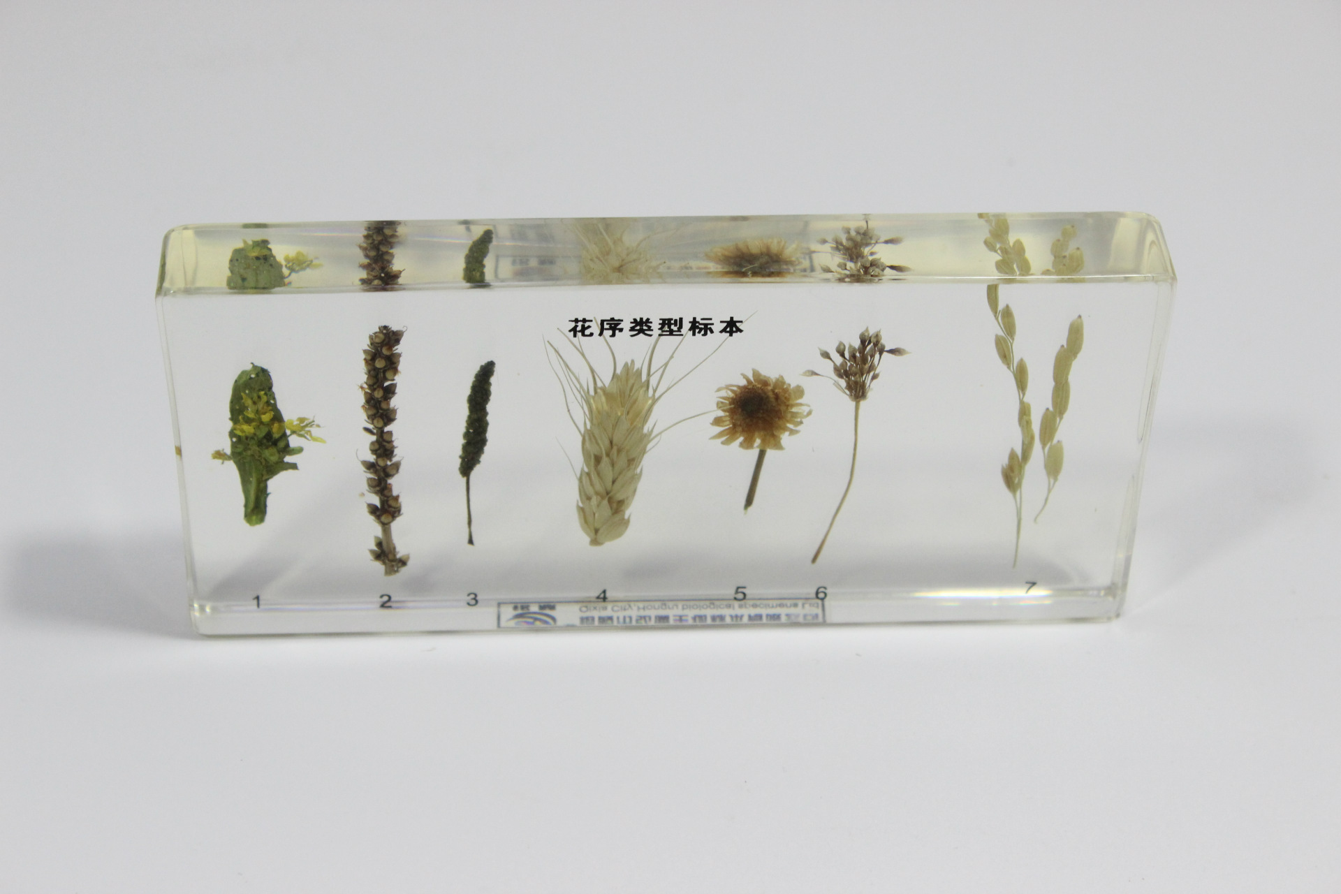 花序类型保色有机树脂包埋标本