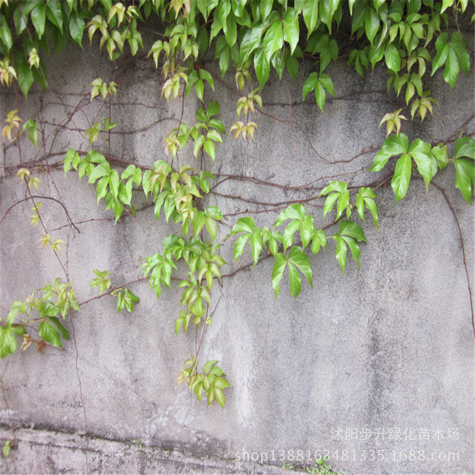 攀援植物 美国地锦 五叶地锦 爬山虎 爬藤植物 耐寒耐旱爬墙高手图片