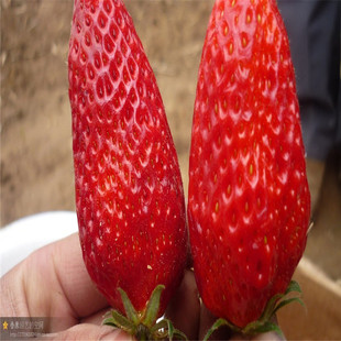 果树-最新草莓苗价格行情 甜宝草莓苗批发 低价