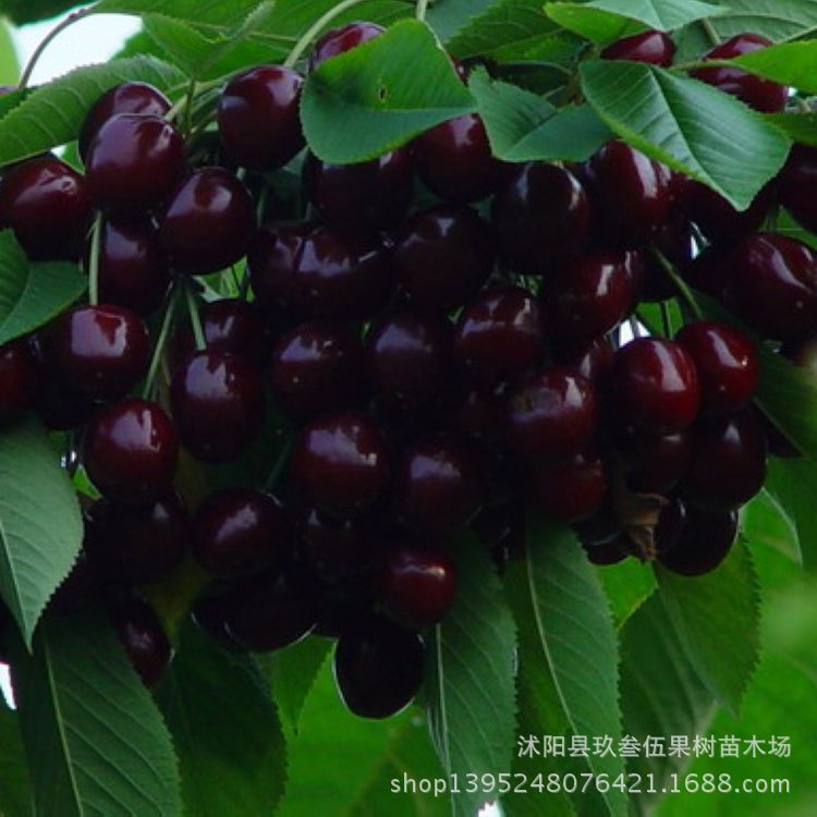 电话-淘宝投诉客服电话是多少--阿里巴巴采购平