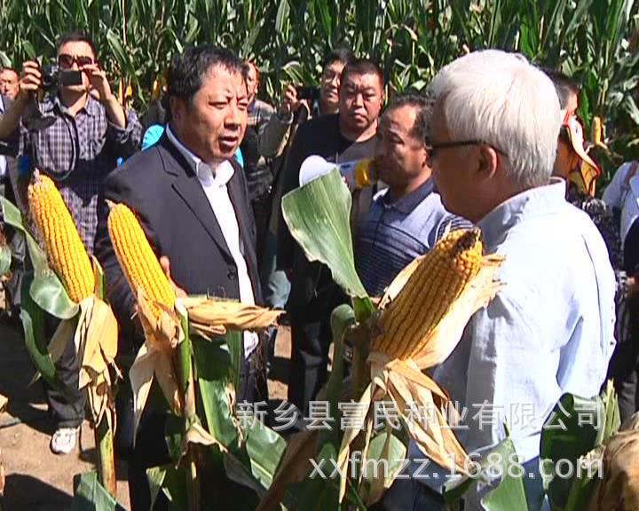 利民33 铁杆玉米新品种 在各地的优越表现