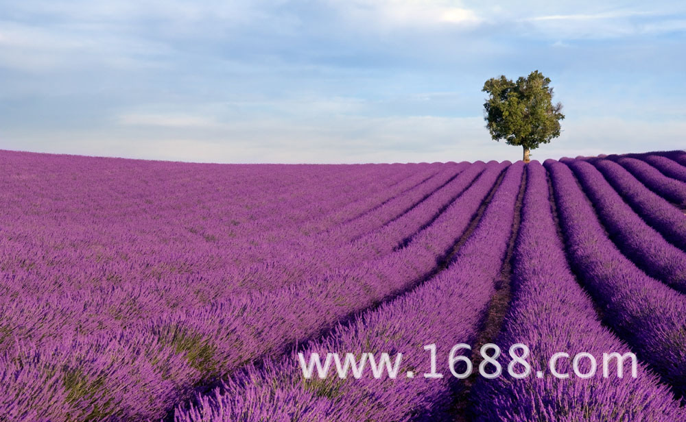 熏衣草什么时候开花