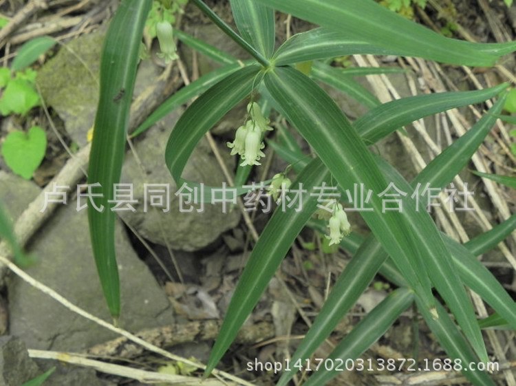 黄精15