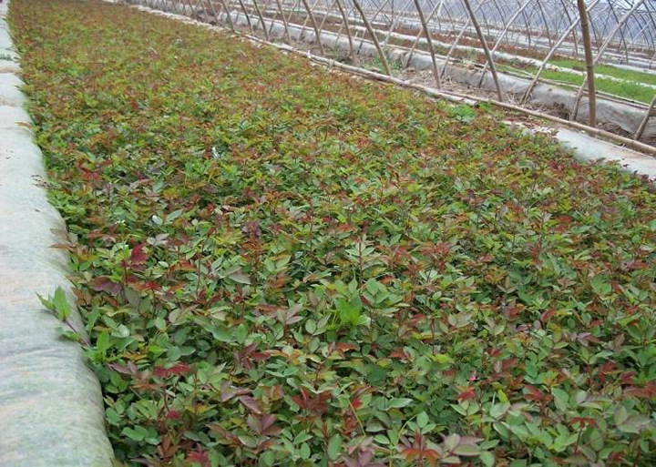 月季蔷薇类植物-品种月季、蔷薇小苗,混色发货