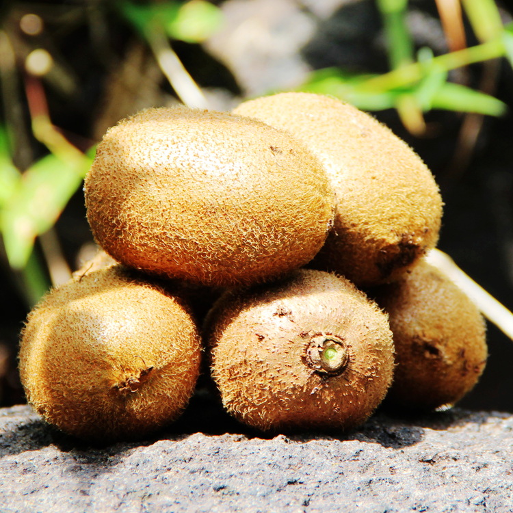 预定正宗江山徐香猕猴桃 新鲜水果奇异果批发